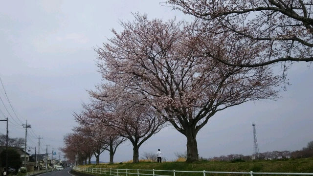 湖畔の土手の桜