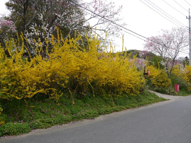 土浦市永井にある個人宅できれいな花が見れます